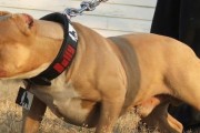 以比特犬是否适合食用生肉（探究比特犬的饮食需求以及生肉饮食的利与弊）
