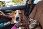 以巴吉度与什么犬像（探秘以巴吉度和什么犬像的神奇组合）