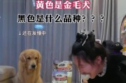 金毛狗狗的健康饮食秘籍（以金毛为主，为你推荐适合的狗粮）