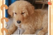 金毛犬——外形特点与魅力（黄金般的外貌底蕴，忠诚伴侣的完美选择）