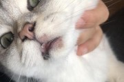 揭秘猫咪黑下巴的原因与治疗方案（探寻黑下巴背后的秘密，轻松解决你的疑惑）