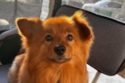 幼犬带出门的最佳时机（幼犬出门的时间、注意事项与训练方法详解）
