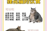 狸花猫的最佳食物选择（如何挑选适合狸花猫的猫粮）