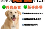 狗狗绝育手术后的恢复时间（了解绝育手术对狗狗的影响，让它们更快恢复健康）