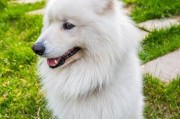 萨摩耶犬的寿命及其影响因素（了解萨摩耶犬的平均寿命及如何延长它们的健康寿命）