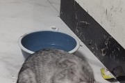 猫咪断奶的迹象与过程（从出生到独立成长的关键时期）