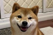 小狗笑了？原因揭秘！（探秘小狗笑容背后的秘密，你真的了解吗？）