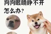 泰迪宝宝的眼睛何时睁开？（从闭合到明亮，泰迪宝宝眼睛发育的奇妙过程）