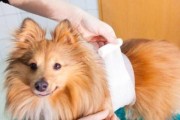 狗狗被咬伤了该吃什么药？（探究狗狗受伤后的药物治疗方案）