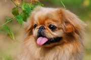 《传奇色彩的北京犬》（探寻背后的故事，感受神秘的魅力）