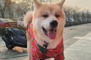 柴犬为何比秋田贵？（揭开柴犬价格背后的原因）