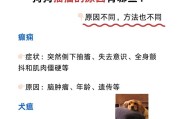 狗狗生病了怎么办？（了解狗狗生病的常见症状及早期治疗）