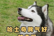 哈士奇为什么吃得很快？（揭秘哈士奇进食速度惊人的原因）