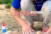 小狗身上的虱子（虱子寄生在小狗身上的时间长短和相关因素的影响）