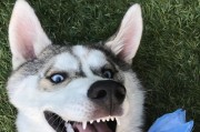 狗狗中的三大傻（揭秘狗狗的天真与可爱）