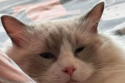 未睁眼的小猫能吃什么？（探究小猫在刚出生时的饮食需求及建议）