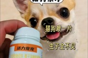 狂犬病（如何保护你和你的宠物，避免狂犬病的传播）