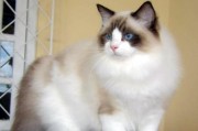 如何饲养一只健康快乐的伯曼猫？