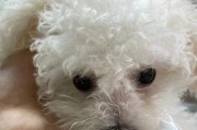 狗为什么喜欢吃纸？（揭开狗爱吃纸背后的原因）