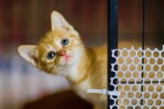 猫的怀孕及分娩过程（探索猫咪生育的奇妙旅程）