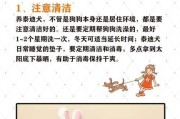 《标准贵宾犬的寿命及如何延长其寿命》（揭秘标准贵宾犬寿命的秘密和健康养护法则）
