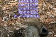 以通斗血统为主题的文章（探索通斗血统的起源与特征）
