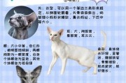 养猫指南大全（养猫必备物品清单大全）