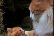 猫妈妈的母性之爱（探究猫妈妈为何要添小猫，与小猫相处的动人故事）