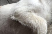 狗狗摔伤后应该吃什么药？（科学治疗是宠物康复的关键）