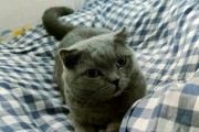 折耳猫的立耳现象究竟是如何产生的？（解析折耳猫为什么会长立耳及其相关遗传因素）