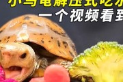以巴西龟为宠物的饮食需求（揭秘巴西龟喜欢吃哪些水果及其营养价值）