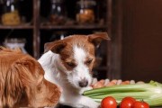 选择适合幼犬的狗粮（为你的小狗提供均衡营养的选择）