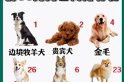 德牧智商排行TOP3（揭秘训练顶尖智商的德牧犬的秘密）