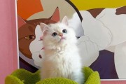 英国短毛猫可以喝什么奶？（探究适合英国短毛猫的奶类饮品以及喂养要点）