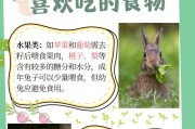 兔子的禁食能力究竟有多强？（揭开兔子长时间不吃东西的奥秘）