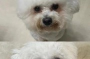 为什么比熊狗这么臭？（探究比熊狗臭味的原因及解决方法）
