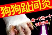 狗狗生病喂什么药好（为你的宠物选择适当的药物治疗）