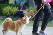 养一只幸福的柴犬（了解柴犬的饲养方法，让你的狗狗幸福快乐）