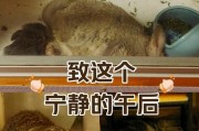 龙猫为什么老是咕咕叫？（探究龙猫咕咕叫的原因和意义）