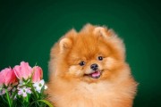 美系博美犬的饲养方法（打造健康、快乐的犬宠生活）