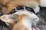 狗狗健康重要，驱虫需谨慎（狗狗何时不宜体内驱虫，了解这些关键信息）