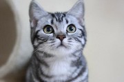 美短猫化毛膏喂养指南（如何正确喂养美短猫化毛膏，保持其毛发的健康与亮丽）