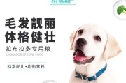 拉布拉多犬最适合哪个牌子的狗粮？（选择狗粮需谨慎，给拉布拉多犬提供健康饮食）
