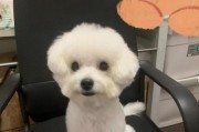 如何应对比熊毛发变黄的问题（为什么别人的比熊毛色洁白，你的比熊毛发变黄了？）