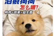 小狗何时开始吃狗粮？（探究小狗从母乳到狗粮的饮食转变过程）