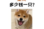 柴犬狗狗（揭秘柴犬狗狗养殖的5个主要原因）
