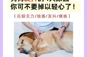 狗狗为什么会不停颤抖？（探索狗狗颤抖背后的原因）