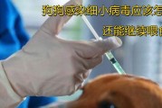 狗狗细小后多久能洗澡？（了解正确的洗澡时机，给狗狗更好的呵护）