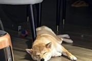 狗狗为什么怕放屁？（揭开狗狗对放屁的神秘恐惧）