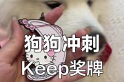 萨摩犬的奔跑时长之谜（揭秘萨摩犬的惊人耐力和运动潜力）